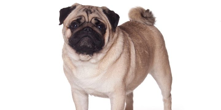 5 Breeds of Small Dogs Pugs