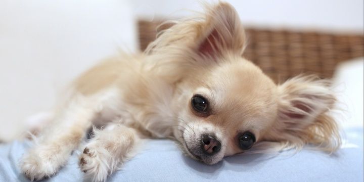5 Breeds of Small Dogs Chihuahua