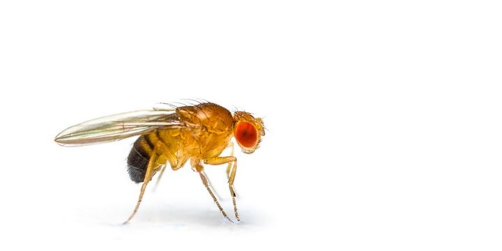 5 Creatures That Can Sense Danger and Disease in the Human Race Fruit Flies