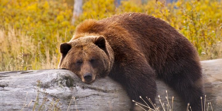 5 Creatures That Can Sense Danger and Disease in the Human Race Grizzly Bears