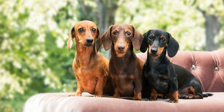 5 Breeds of Small Dogs Dachshund