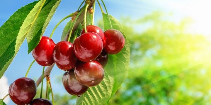 6 Toxic Foods That People Consume on a Regular Basis Cherry Seeds