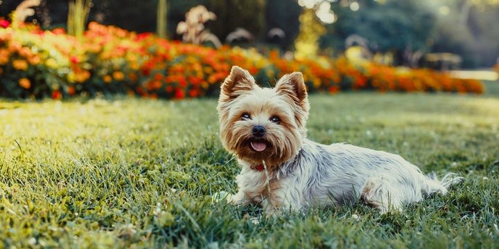 5 Dog Breeds That Are Perfect for Allergy Sufferers Yorkshire terrier