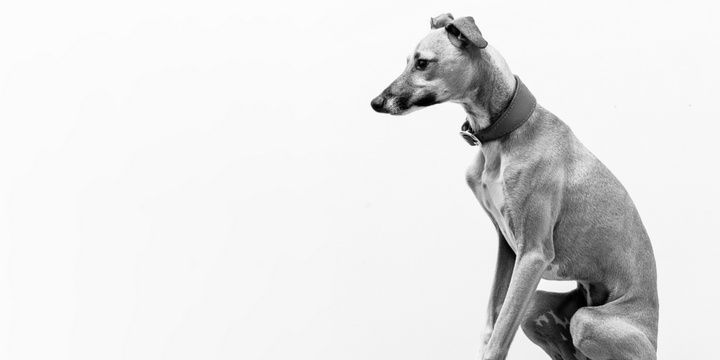 5 Dog Breeds That Are Perfect for Allergy Sufferers Italian greyhound