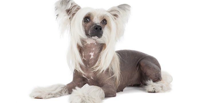 5 Dog Breeds That Are Perfect for Allergy Sufferers Chinese crested