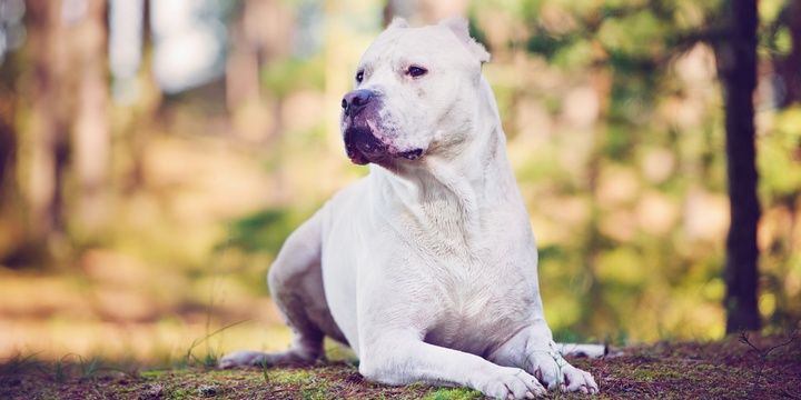 6 Dog Breeds That Impose the Greatest Danger Dogo Argentino