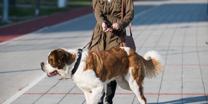 6 Dog Breeds That Impose the Greatest Danger Saint Bernard
